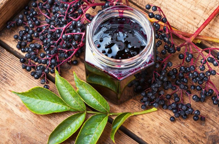  Elderberry Benefits Immune Health and More